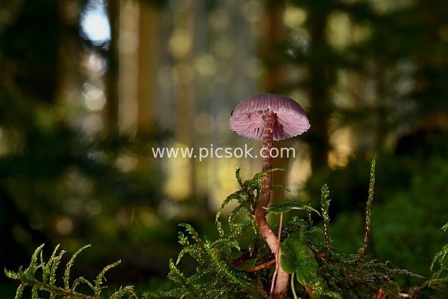 森林苔藓间的紫色蘑菇特写 自然静谧场景