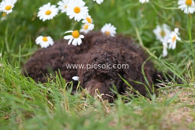 Brown Poodle Puppy Lying Lazily on a Daisy Meadow