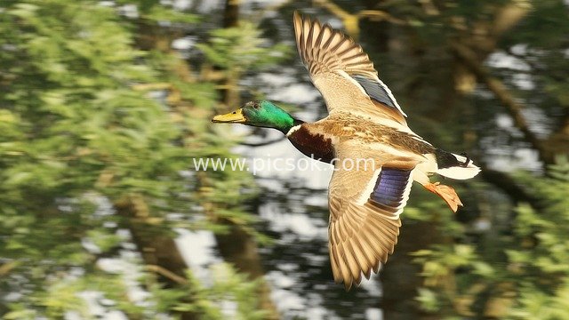 绿头鸭展翅飞翔 自然中的自由水鸟