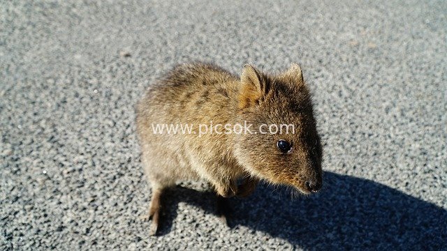 Adorable Quokka: Wildlife on Australia's Rottnest Island