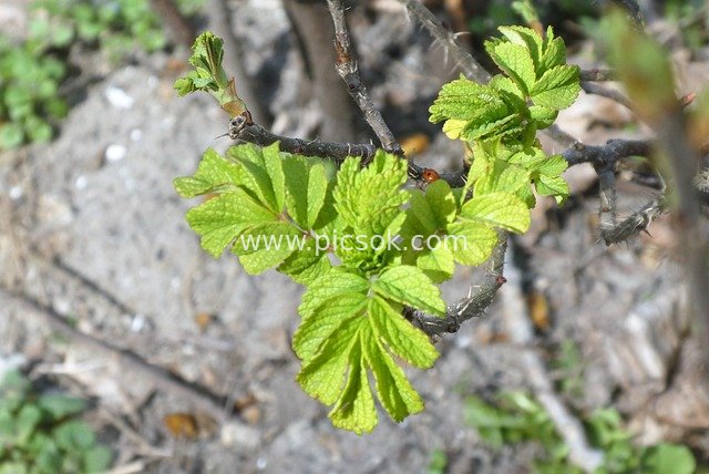Spring's New Green Leaves: Sprouting Vitality on Bush Branches