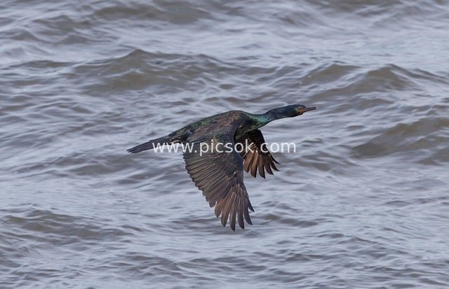 鸬鹚水面展翅飞翔 自然野生动物摄影