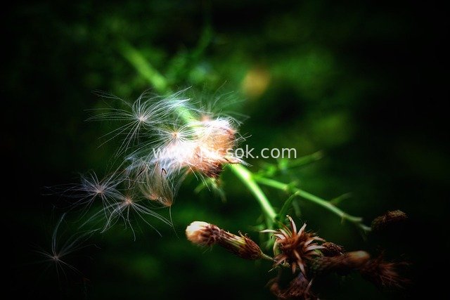蓟花种子特写：自然中轻盈的绒毛精灵