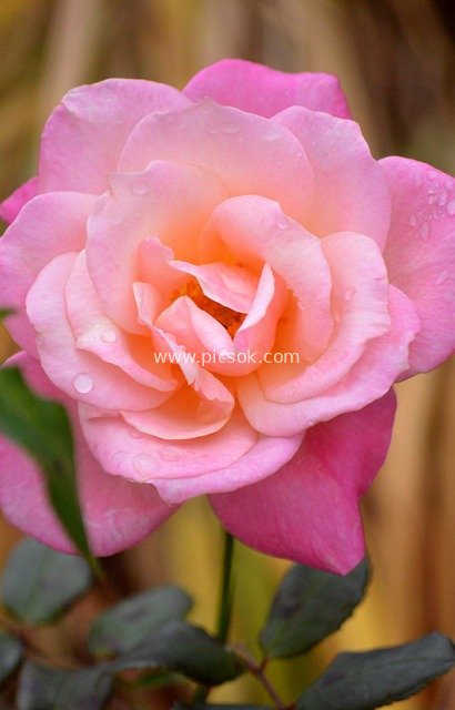 雨后粉玫瑰绽放特写 高清自然花卉壁纸