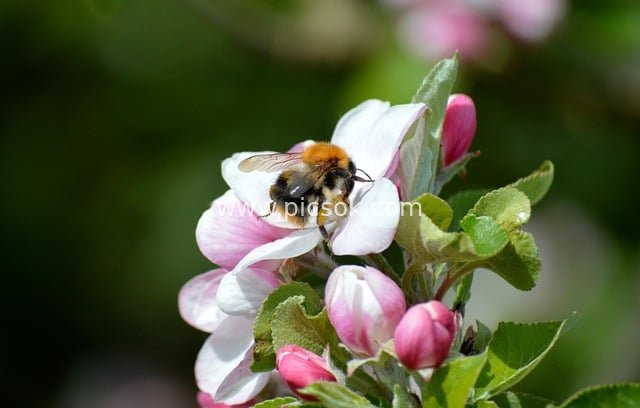 Bumblebee Collecting Nectar on Spring Apple Blossoms – A Natural Beauty Image