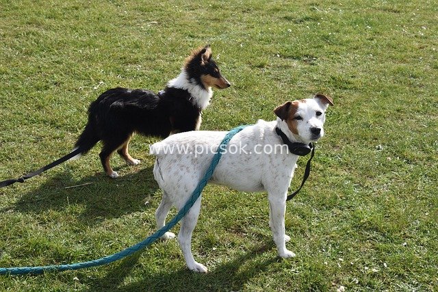 Sunny Meadow: Shetland Sheepdog and Jack Russell Terrier Pet Dogs Together