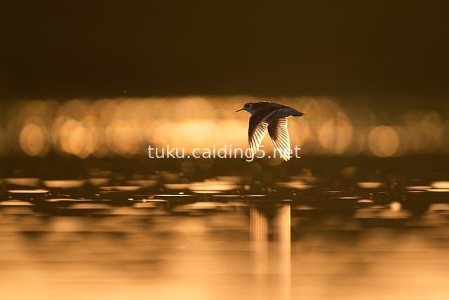 暖色调黄昏水面飞鸟 自然生态摄影素材