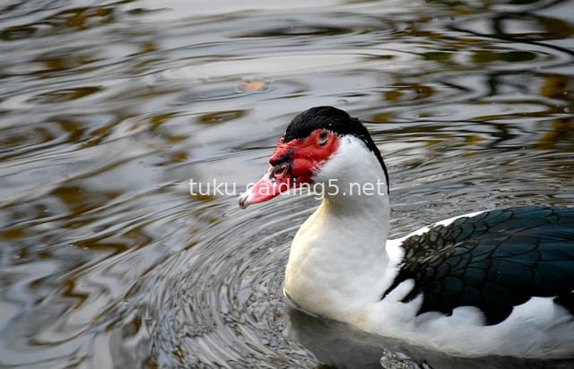 Muscovy Duck Swimming in a Pond: Natural Ecological Waterfowl Scene