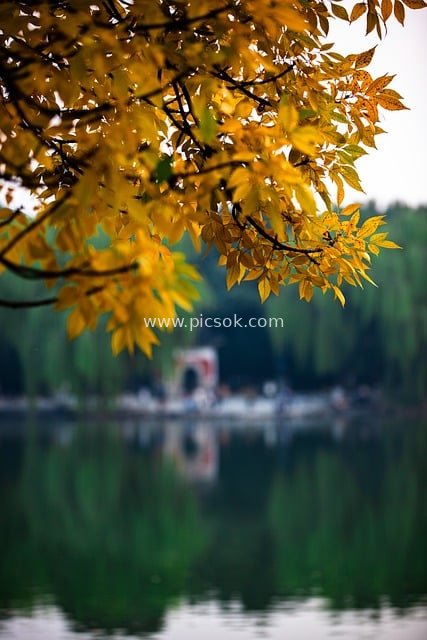 秋日湖畔黄叶秋景 公园自然风景素材