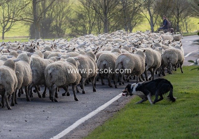 Border Collie Herding Sheep Blocking the Road: A Pastoral Migration Scene on Rural Roads