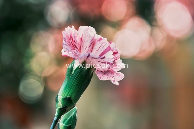 粉色康乃馨特写 清新散景自然花卉素材