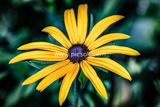 Close-up of Yellow Black-eyed Susan | Summer Wildflower Photography