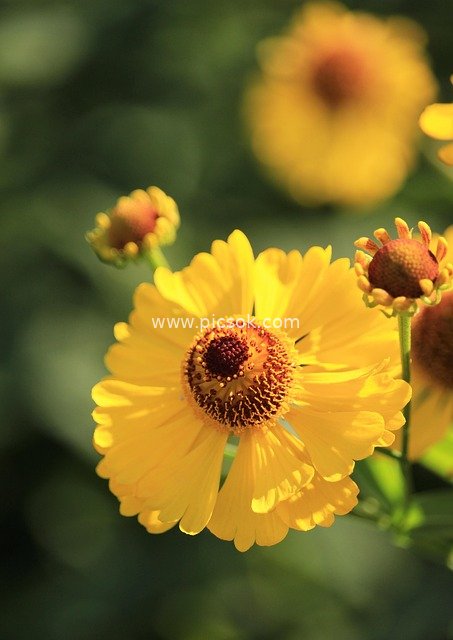 Close-up of a Blooming Yellow Coneflower in a Summer Garden