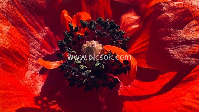Close-up of Red Poppy with Stamen Details - Natural Flower Wallpaper