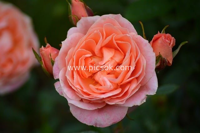 Close-Up of Coral-Pink Rose: Romantic Floral Wallpaper Material