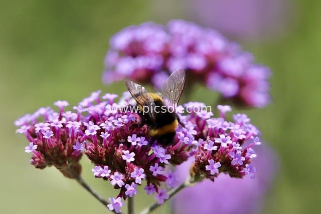 Bumblebee Pollinating Purple Flower Cluster – Insect Pollination & Natural Ecology