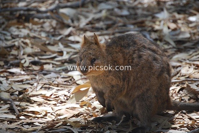 Australian Quokka: Cute Wild Marsupial Image Material