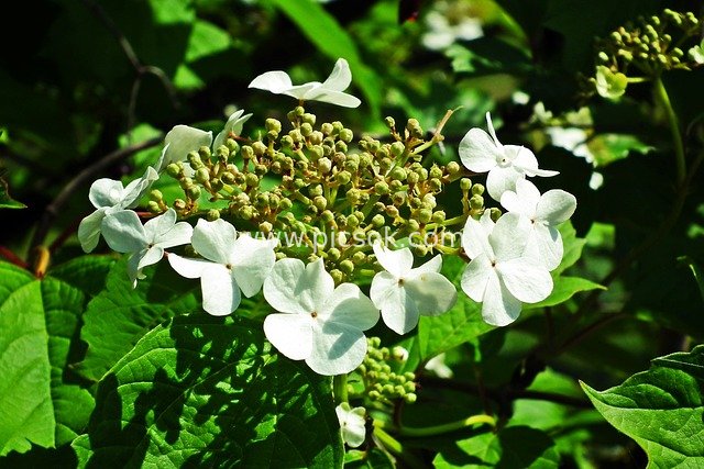 白色荚蒾花绽放 自然花园微距特写