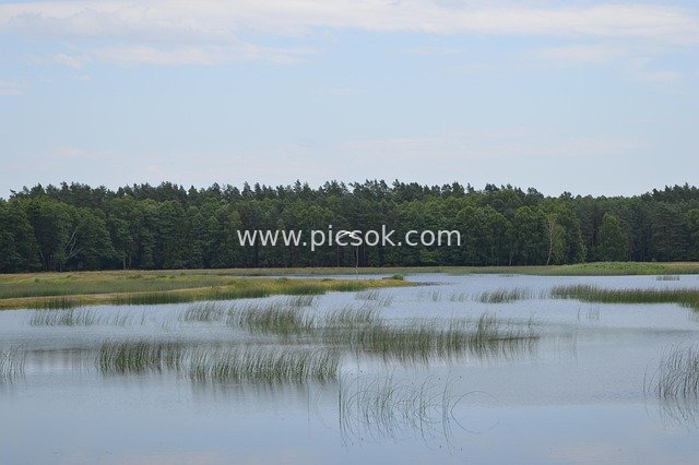 Polish Summer Nature Reserve Lake and Wetland Landscape