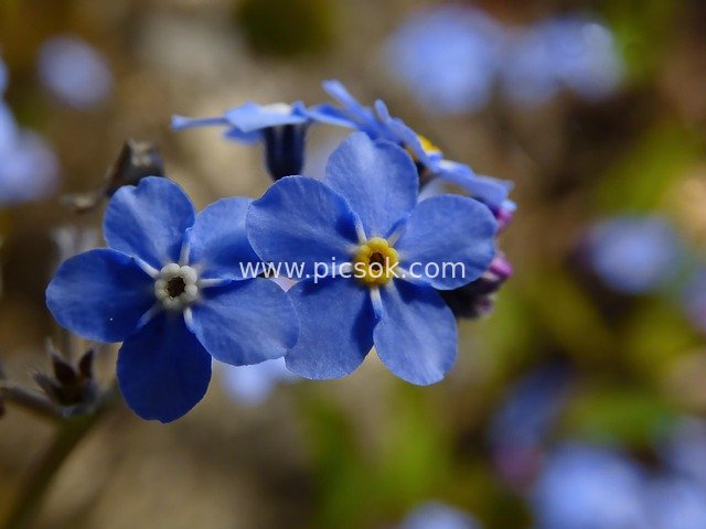 Close-up of Blue Forget-Me-Not Flowers Blooming in a Spring Natural Garden