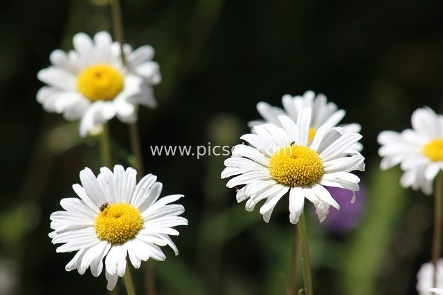 春日雏菊绽放 清新白色花瓣自然花卉图
