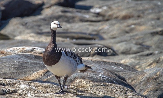 白额雁栖息岩石 芬兰水鸟自然生态摄影