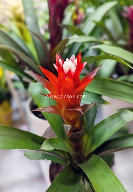 室内凤梨科植物红白色花朵绽放特写