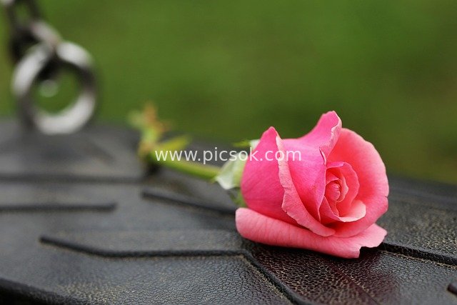 粉色玫瑰空秋千 关注儿童校园压力与抑郁