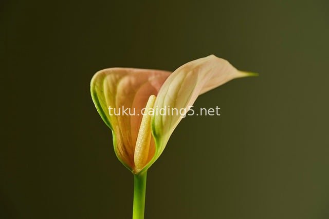 粉嫩红掌花特写 静谧自然花卉之美