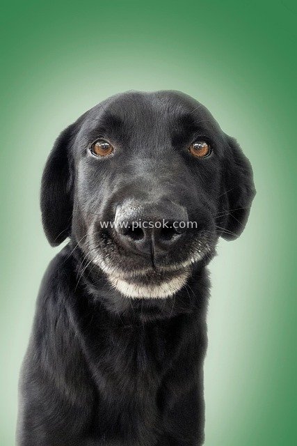 Smiling Playful Black Dog Pet Portrait - Advertising Material