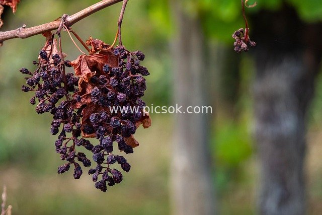 Drought-Damaged Pinot Noir Grape Clusters: Dried Grapes on Withered Vines