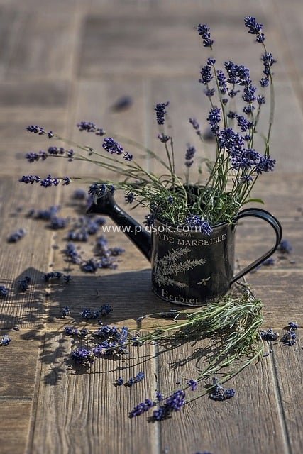 Vintage Lavender Watering Can French Country Garden Decor