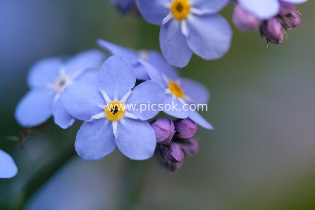 Close-up of Forget-Me-Not Flowers with Fresh Blue Petals and Natural Background