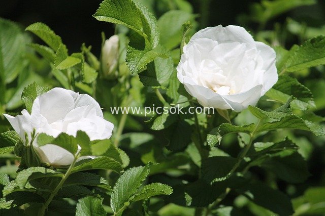 White Garden Roses in Bloom: Fresh Flowers of Romance and Peace