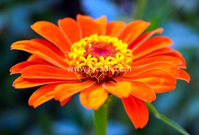 Orange Zinnia in Bloom – Close-Up of Natural Garden Flower