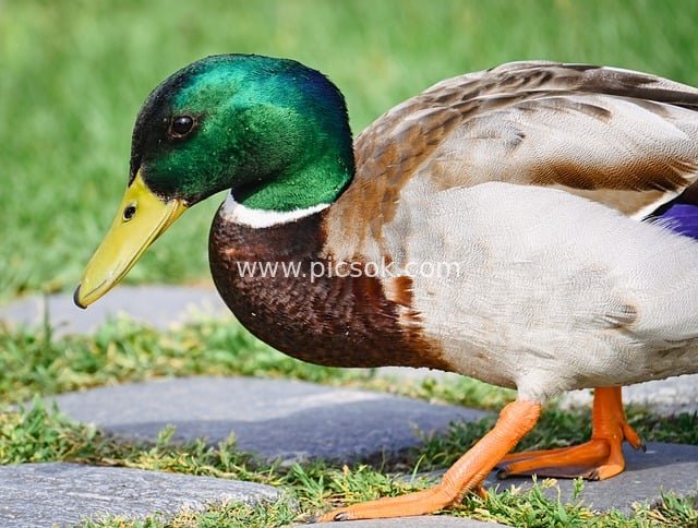 绿头鸭特写 野生动物鸟类摄影素材