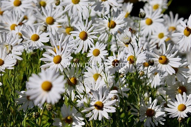 秋日白雏菊盛放 花田花海清新美景