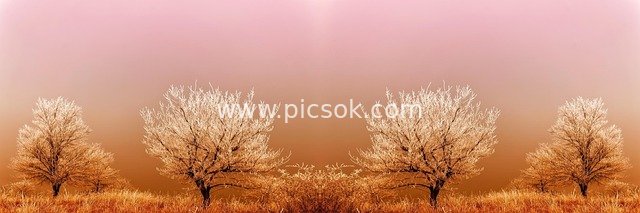 Warm-Toned Panoramic Natural Landscape Banner of Frosted Trees in Winter