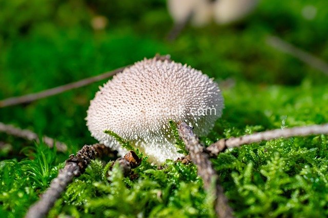森林地面马勃蘑菇特写 苔藓间的自然生机