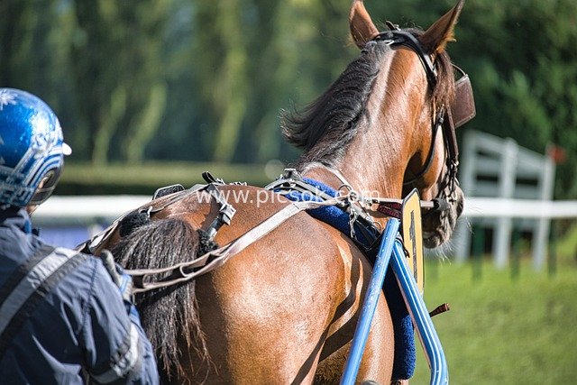 horse, race horse, harness racing, equestrian, trotter, race course