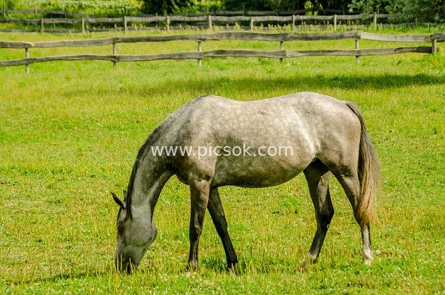 Gray Steed Grazing on the Pastoral Grassland - Animal Material