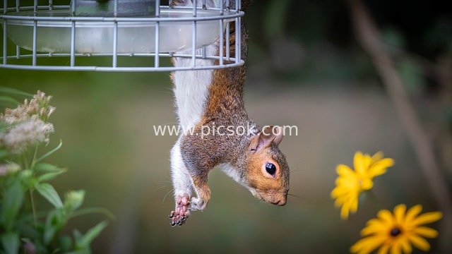 Adorable Gray Squirrel Hanging Upside Down from Feeder – Candid Shot of Its Natural Cuteness