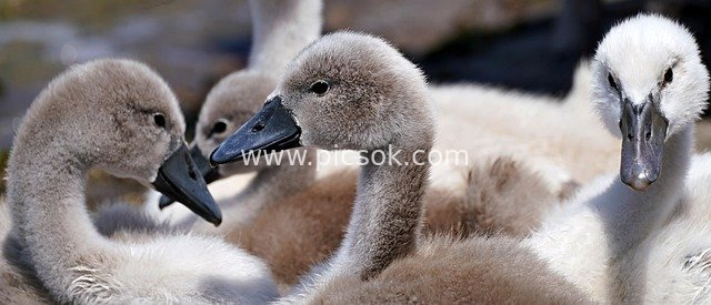 Close-up of Adorable Baby Swans: Fluffy Waterfowl Family’s Cute Charm