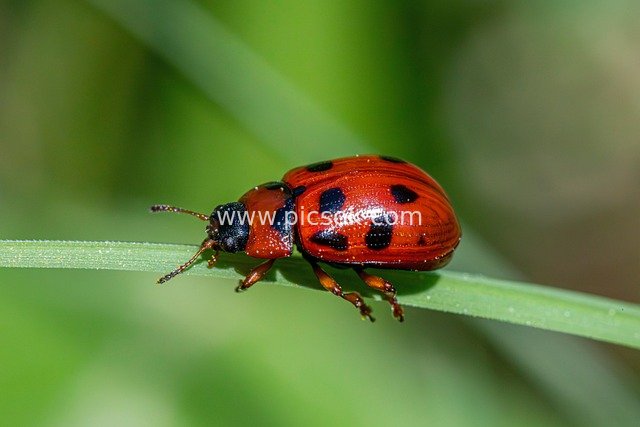 Macro Close-up of Red Leaf Beetle: Showcasing the Beauty of Ecological Insects