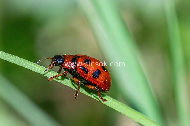 Ecological Close-up of a Red-spotted Leaf Beetle on Grass Leaves