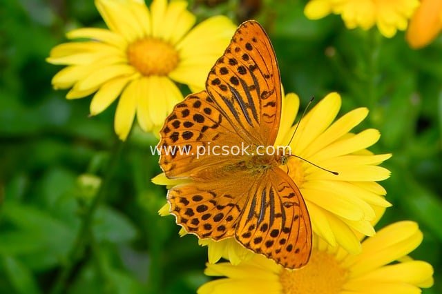 keder mantle, butterfly, pollination, edelfalter, insect, wing, entomology, wildlife, eco system, flora, nature, biotope, marigold