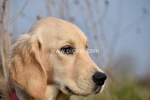 Close-Up of an Adorable Golden Retriever Outdoors | Gentle Pet Dog Portrait