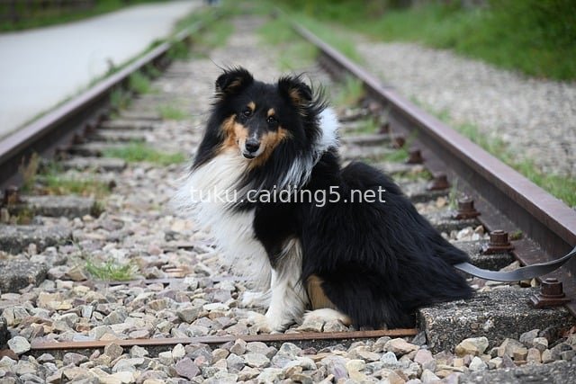 Adorable Shetland Sheepdog in a Natural Scene Beside Railway Tracks