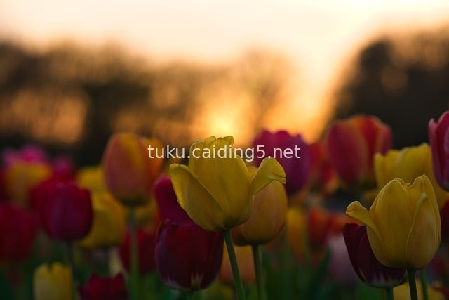 日落柔光下郁金香花海的春日浪漫盛景