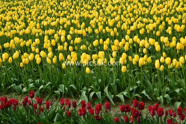 Bi-color Tulip Fields in Mount Vernon, Skagit Valley: Spring Splendor
